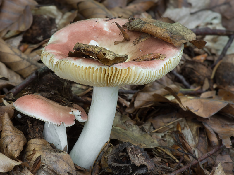 Russula veternosa